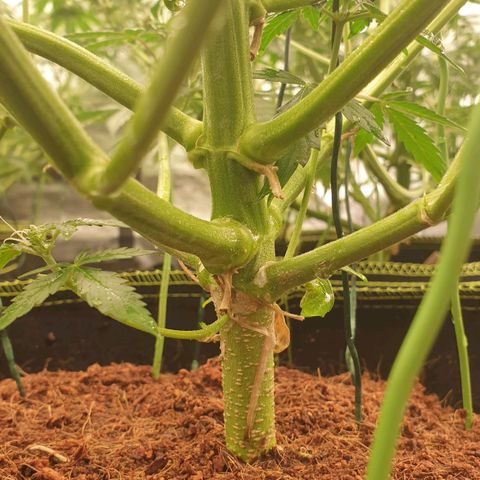 Blue Dream Matic Tree 2 growlog photo: All plants growing helthy and fast blooming. 🌼🍃
