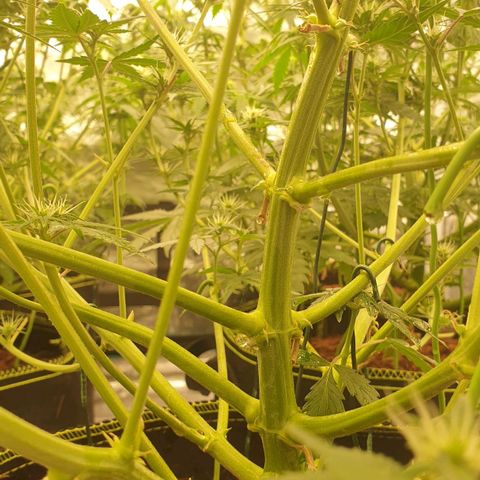 Blue Dream Matic Tree 2 growlog photo: All plants growing helthy and fast blooming. 🌼🍃