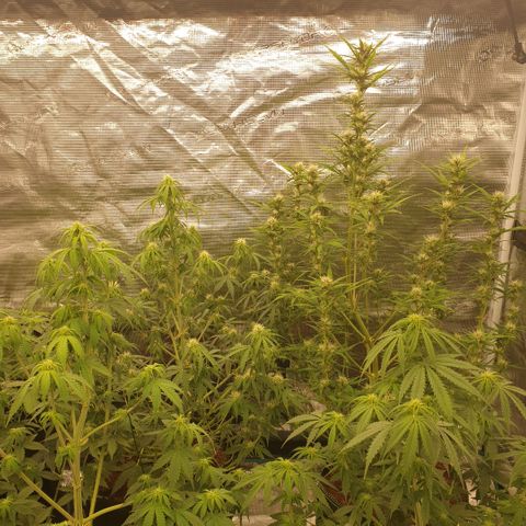 Blue Dream Matic Tree 2 growlog photo: All plants growing helthy and fast blooming. 🌼🍃