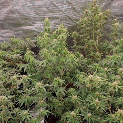 Blue Dream Matic Tree 2 growlog photo: All plants helthy and fast growing 🍃