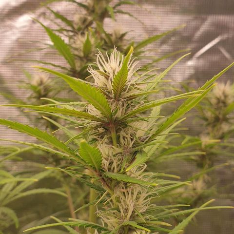 Blue Dream Matic Tree 1 growlog timeline photo