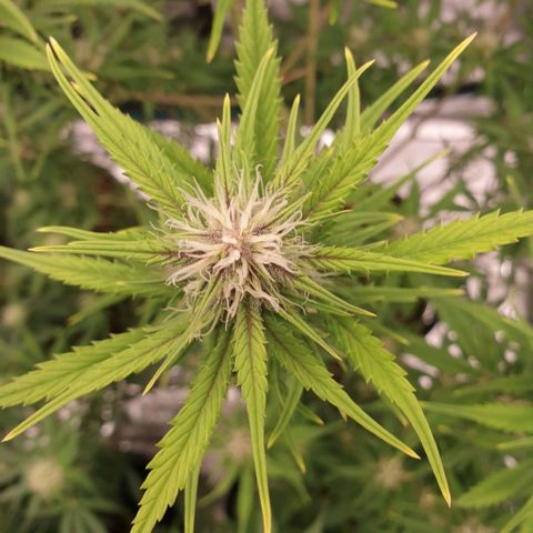 Blue Dream Matic Tree 1 growlog photo: helthy and fast bloom 😋🌼