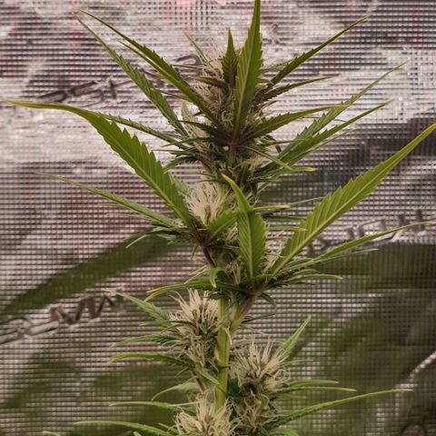 Blue Dream Matic Tree 1 growlog photo: helthy and fast bloom 😋🌼