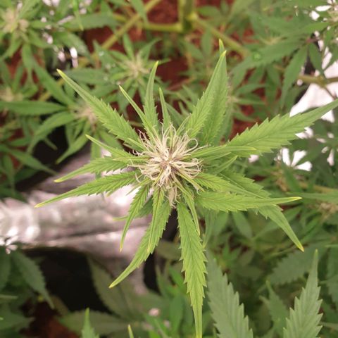 Gelato Auto Tree 1 growlog photo:  helthy and fast bloom  🌼😋