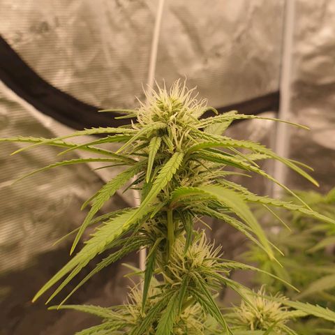 Blue Dream Matic Tree 2 growlog photo:  helthy and fast bloom 🌼🥺