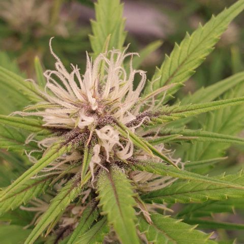 Blue Dream Matic Tree 1 growlog photo: 🌼
