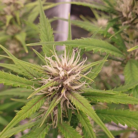 Blue Dream Matic Tree 1 growlog photo: 🌼