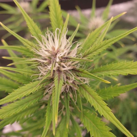 Blue Dream Matic Tree 1 growlog photo: 🌼