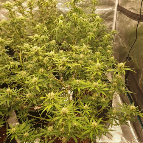 Blue Dream Matic Tree 3 growlog photo: 🌼