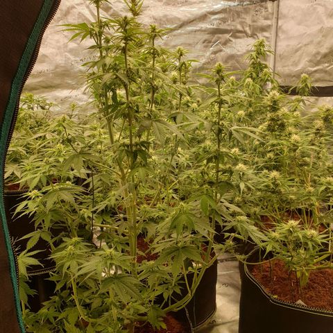 Gelato Auto Tree 3 growlog photo: 🌼