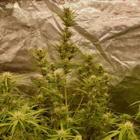 Blue Dream Matic Tree 1 growlog photo: 🌼