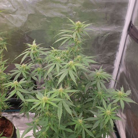 Gelato Auto Tree 2 growlog photo: 🌼