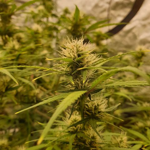 Blue Dream Matic Tree 3 growlog photo: 🌼