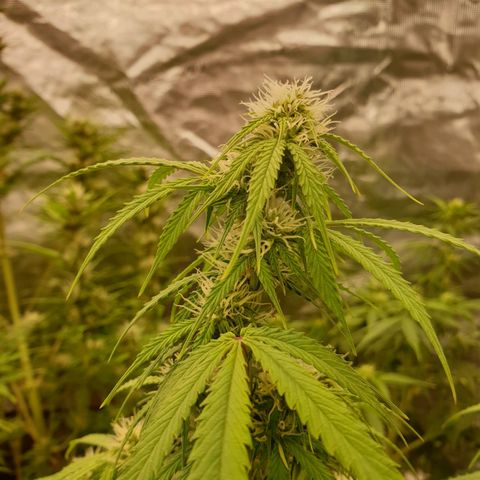 Gelato Auto Tree 1 growlog timeline photo