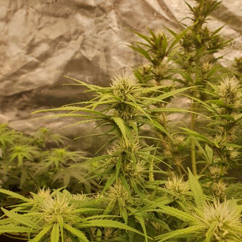 Blue Dream Matic Tree 3 growlog photo: 🌼
