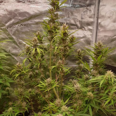 Blue Dream Matic Tree 1 growlog photo: Helthy fast blooming  🌼