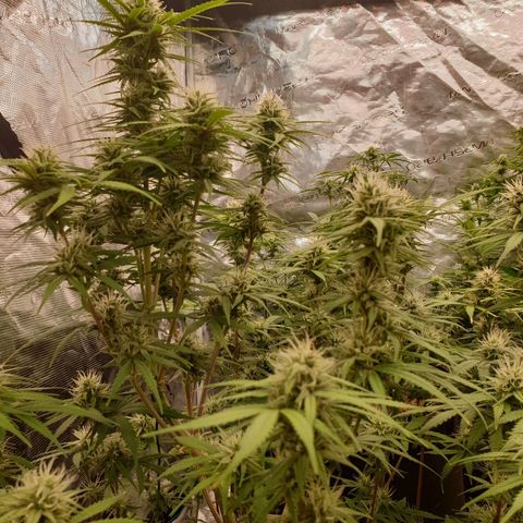 Blue Dream Matic Tree 2 growlog photo: Helthy fast blooming  🌼