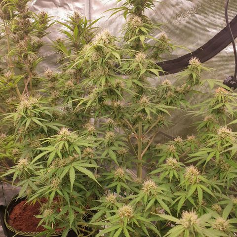 Gelato Auto Tree 1 growlog photo: Helthy fast blooming  🌼