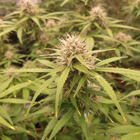 Blue Dream Matic Tree 3 growlog photo: Helthy fast blooming  🌼
