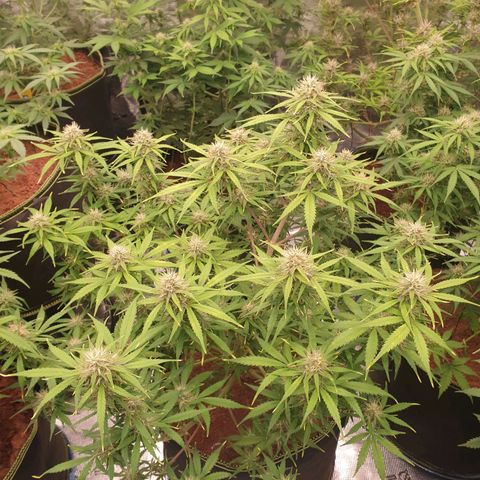 Blue Dream Matic Tree 3 growlog photo: Helthy fast blooming  🌼