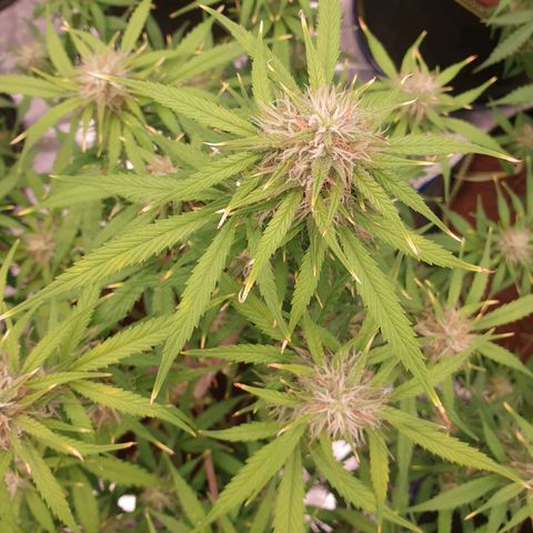 Blue Dream Matic Tree 3 growlog photo: Helthy fast blooming  🌼