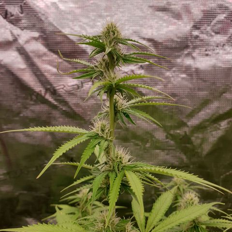 Gelato Auto Tree 3 growlog timeline photo
