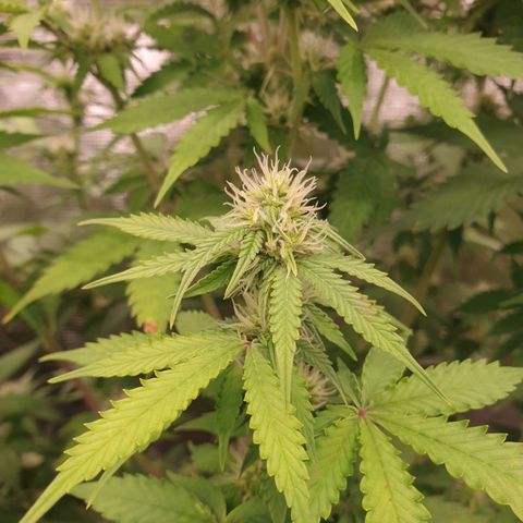 Gelato Auto Tree 3 growlog timeline photo