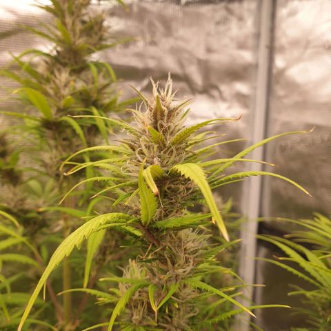 Blue Dream Matic Tree 1 growlog timeline photo