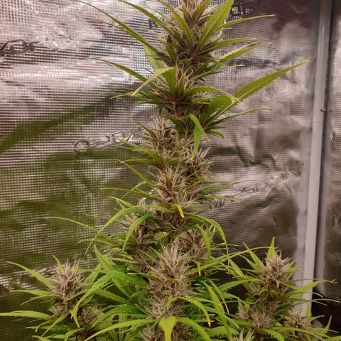 Blue Dream Matic Tree 1 growlog timeline photo
