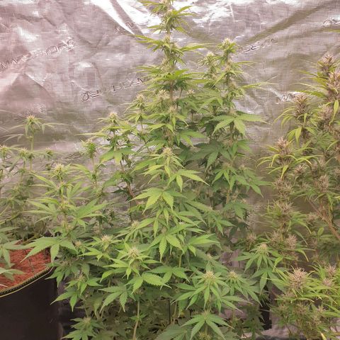 Gelato Auto Tree 3 growlog photo: Helthy fast blooming  🌼
