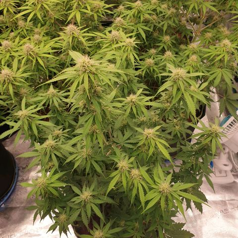 Gelato Auto Tree 2 growlog photo: Helthy fast blooming  🌼