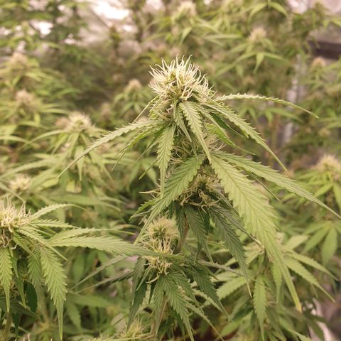 Gelato Auto Tree 2 growlog photo: Helthy fast blooming  🌼