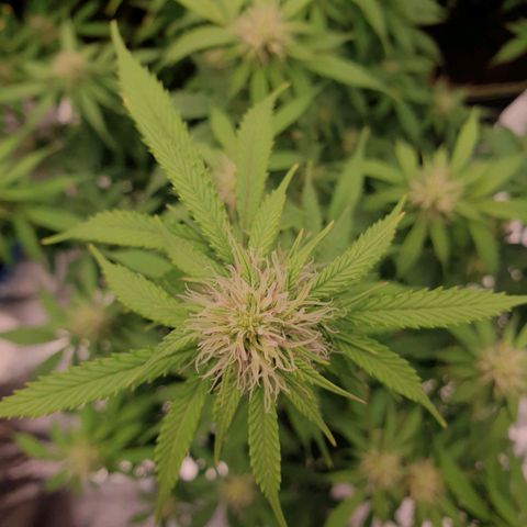 Gelato Auto Tree 2 growlog photo: Helthy fast blooming  🌼