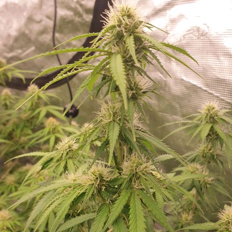 Gelato Auto Tree 2 growlog photo: Helthy fast blooming  🌼