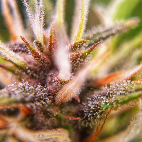 Blue Dream Matic Tree 1 growlog photo: 😋