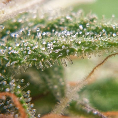 Blue Dream Matic Tree 2 growlog photo: 🌼😋