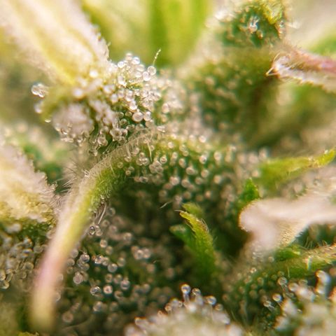 Blue Dream Matic Tree 2 growlog photo: 🌼😋