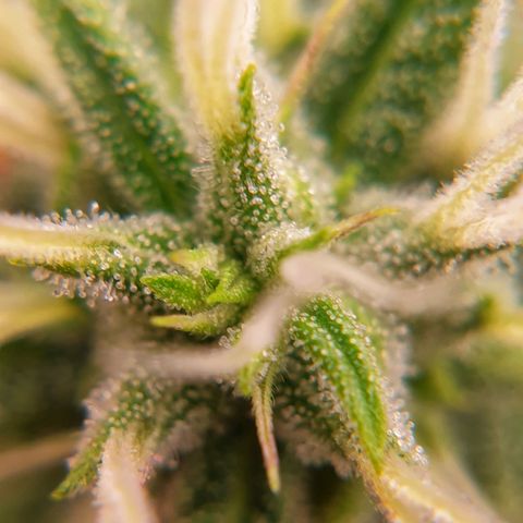 Blue Dream Matic Tree 2 growlog photo: 🌼😋