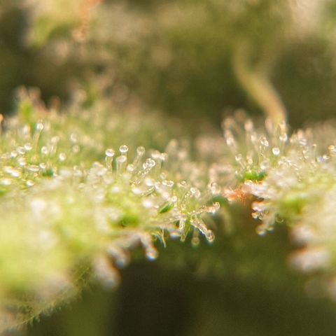 Blue Dream Matic Tree 2 growlog photo: 🌼😋