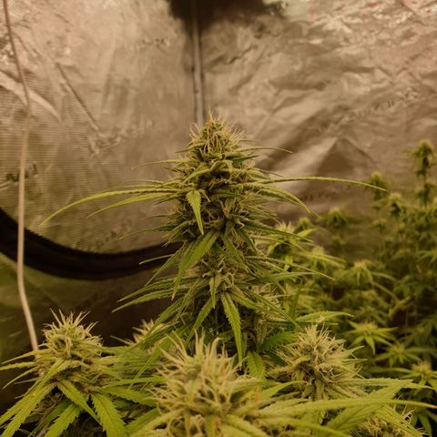Blue Dream Matic Tree 2 growlog photo: 🌼😋