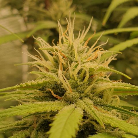 Blue Dream Matic Tree 2 growlog photo: 🌼😋