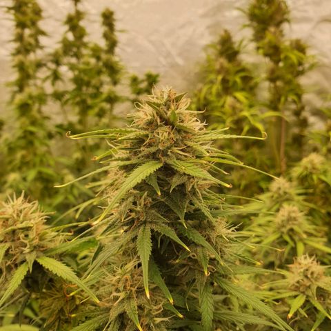 Blue Dream Matic Tree 3 growlog photo: 😋🌼