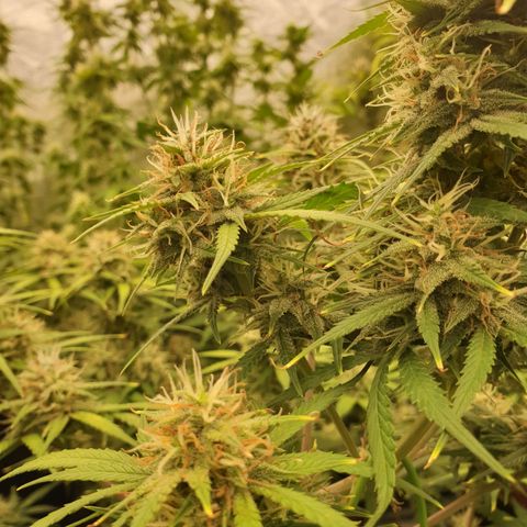 Blue Dream Matic Tree 3 growlog photo: 😋🌼