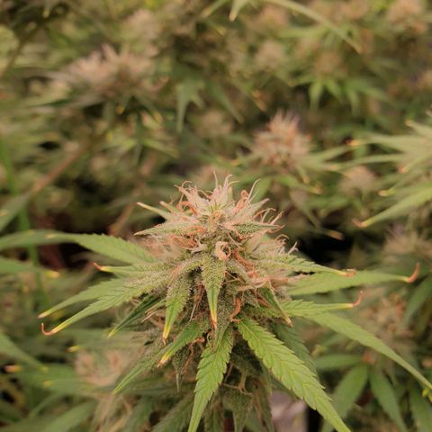 Blue Dream Matic Tree 3 growlog photo: 😋🌼