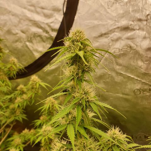 Gelato Auto Tree 2 growlog photo: 😋🌼