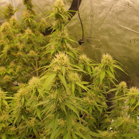 Gelato Auto Tree 2 growlog photo: 😋🌼