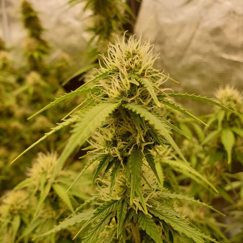 Gelato Auto Tree 2 growlog photo: 😋🌼