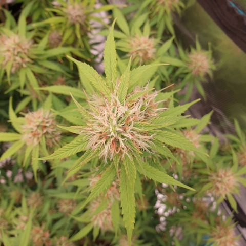 Gelato Auto Tree 1 growlog timeline photo