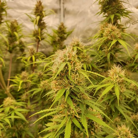 Gelato Auto Tree 1 growlog photo: 😋🌼