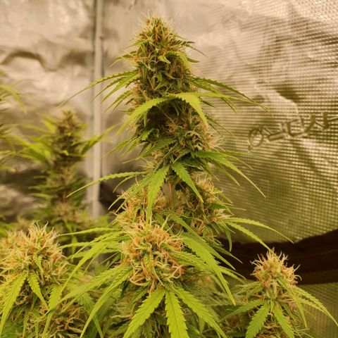 Gelato Auto Tree 1 growlog timeline photo